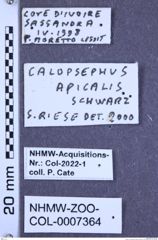 Etikette zu Calopsephus apicalis (Schwarz, 1903) (NHMW-ZOO-COL-0007364)